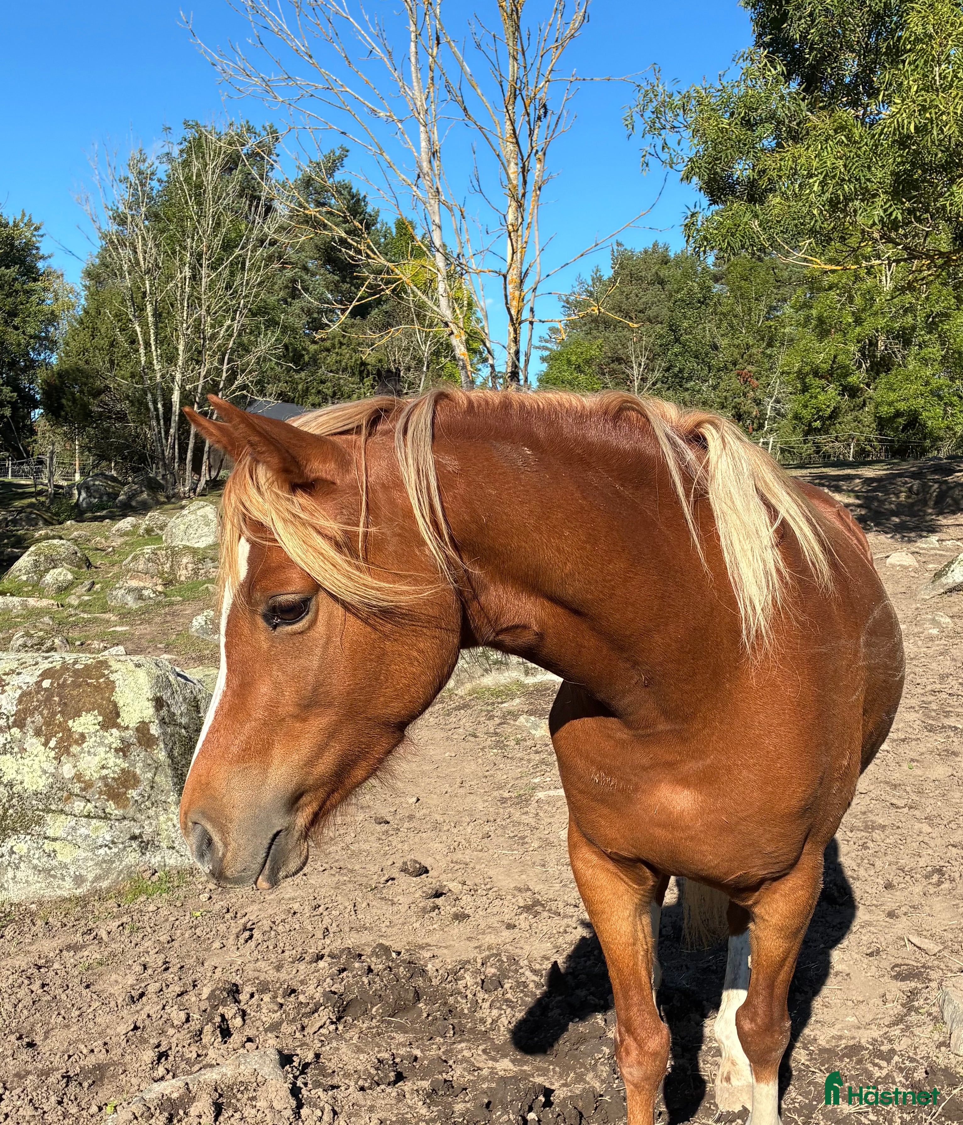  hästar Welsh partbreed - drömponny! i Köping - Annons 9