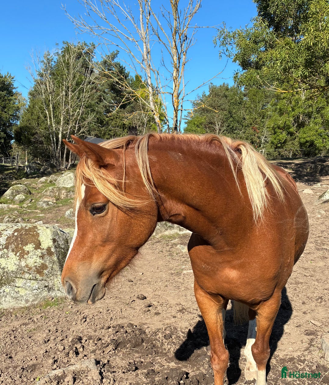Allround hästar till salu: Welsh partbreed - drömponny! i Köping - Annons 1
