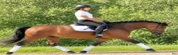 Allround hästar till salu: Your Dream allround partner - Annons 1