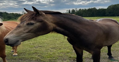 hästar i Torsåker - Annons 12