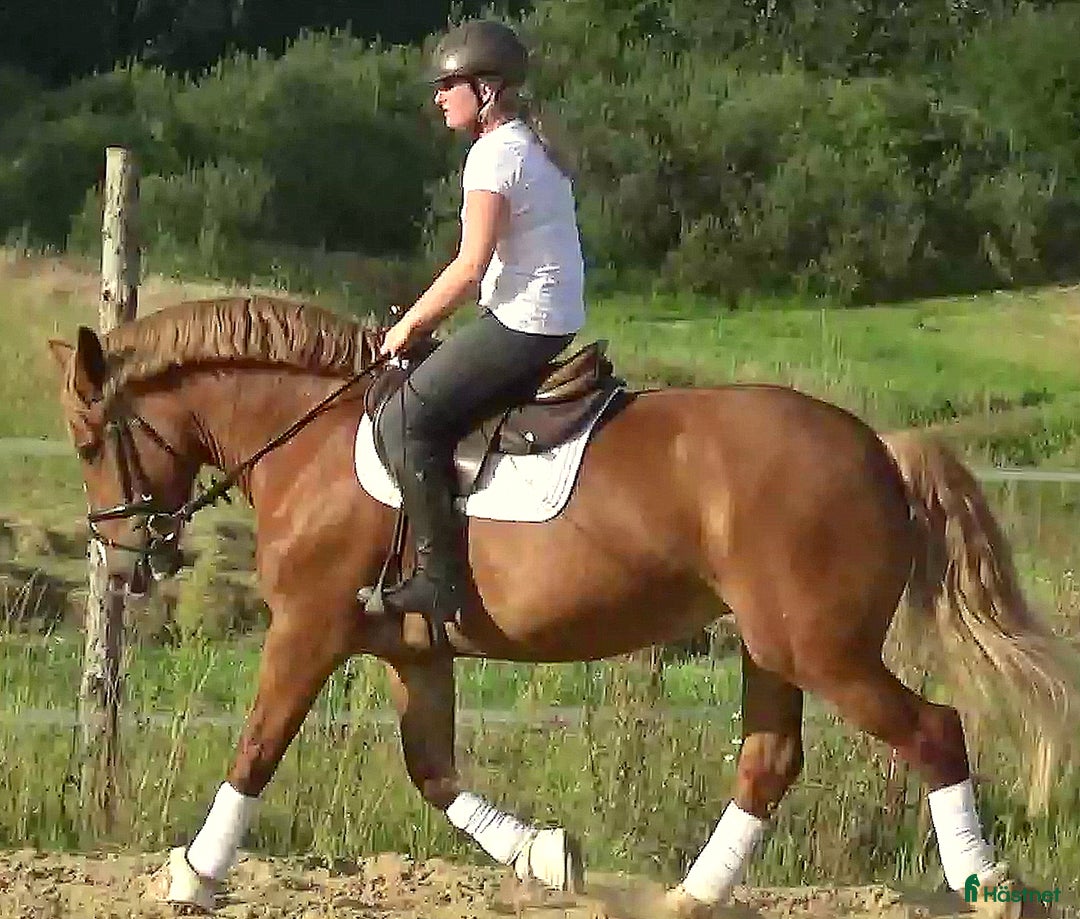 Allround hästar till salu: Fantastic bombproof Princess i Örsundsbro - Annons 2