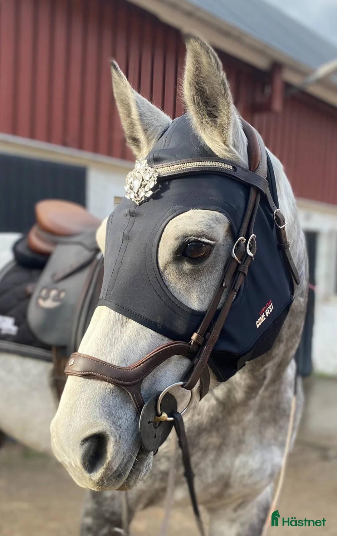 Träns hästutrustning till salu: Antares träns - Annons 2