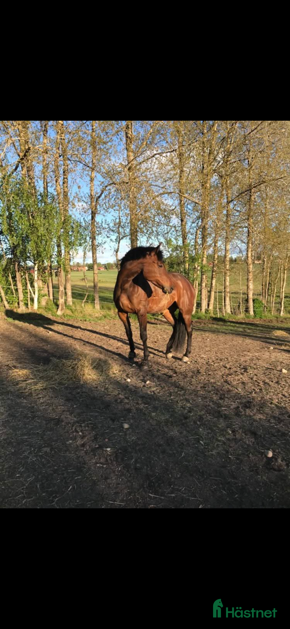  hästar Fint sto säljes!  - Annons 5