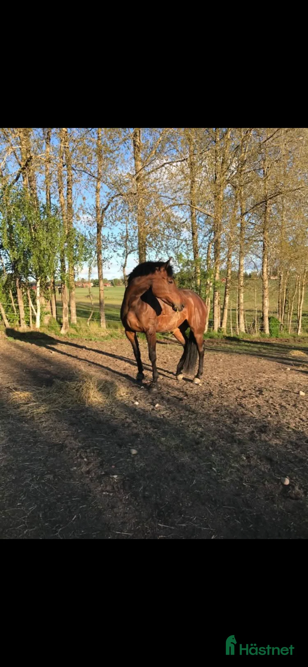 Allround hästar till salu: Fint sto säljes!  i Sorunda - Annons 1