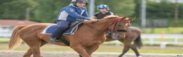 Allround hästar till salu: Lekker 4 årig fullblods  i Blaker - Annons 12