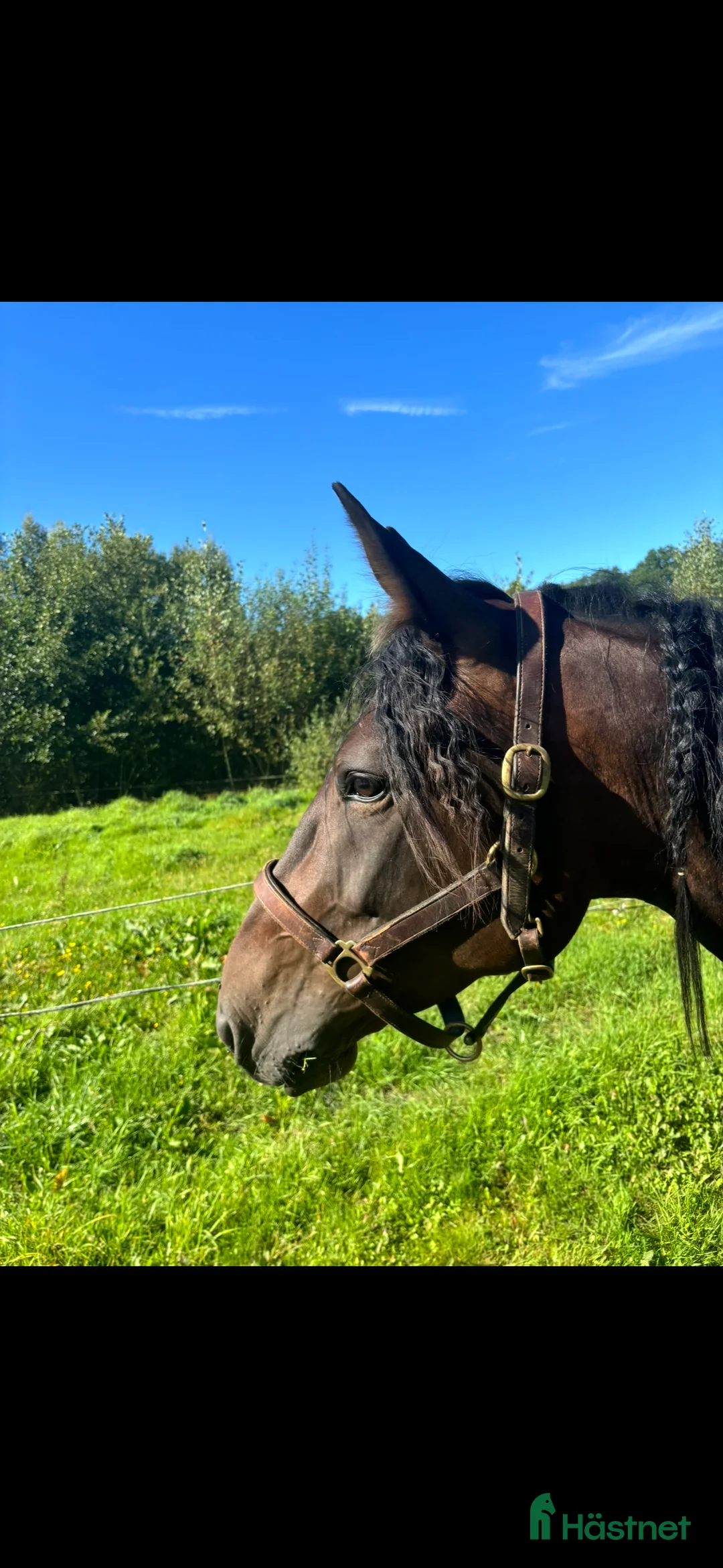 Allround hästar till salu: Min fina häst vill hitta ett nytt hem i Munka-ljungby - Annons 4