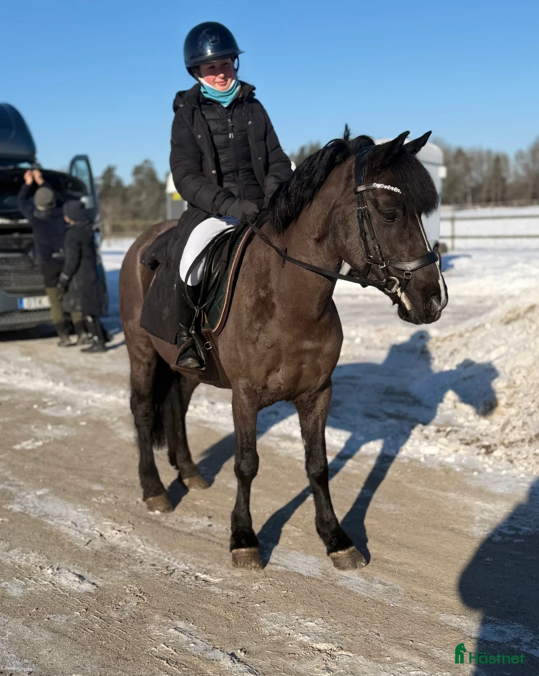 Allround hästar till salu: Superfint sto i Horred - Annons 4