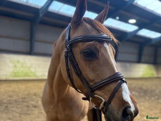 hästar Super sød og alsidig dressurpony – 147 cm i Hårlev - Annons 3