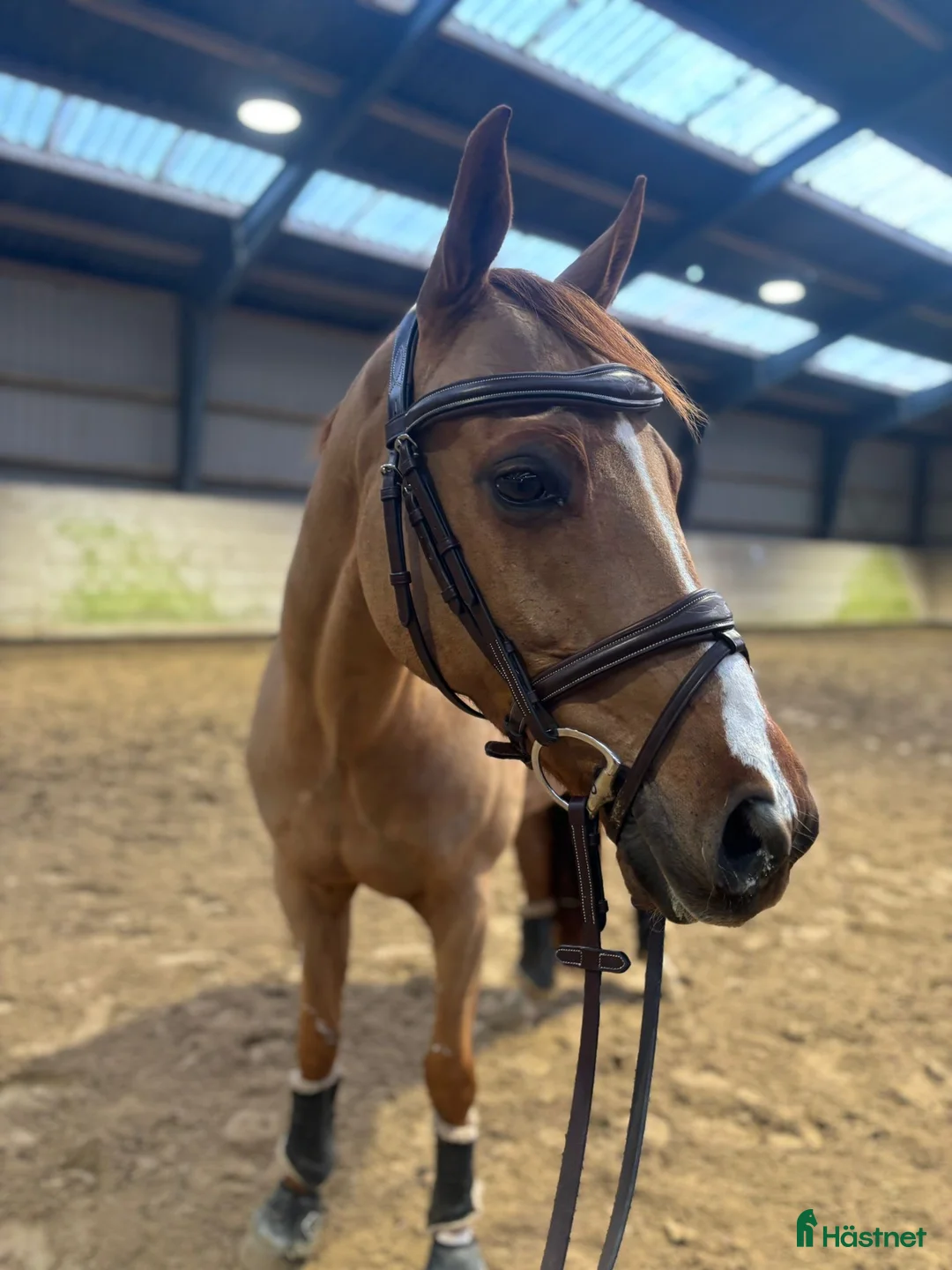 Hoppning hästar till salu: Super sød og alsidig dressurpony – 147 cm i Hårlev - Annons 1