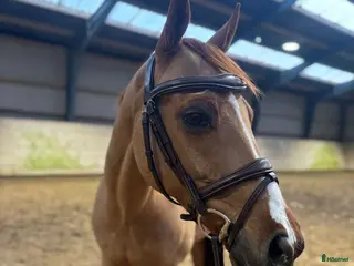 hästar Super sød og alsidig dressurpony – 147 cm i Hårlev - Annons 18