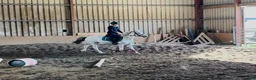 Hoppning hästar till salu: Super 138 pony - Annons 13