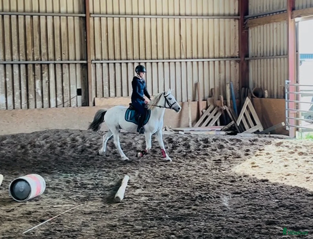Hoppning hästar till salu: Super 138 pony - Annons 13