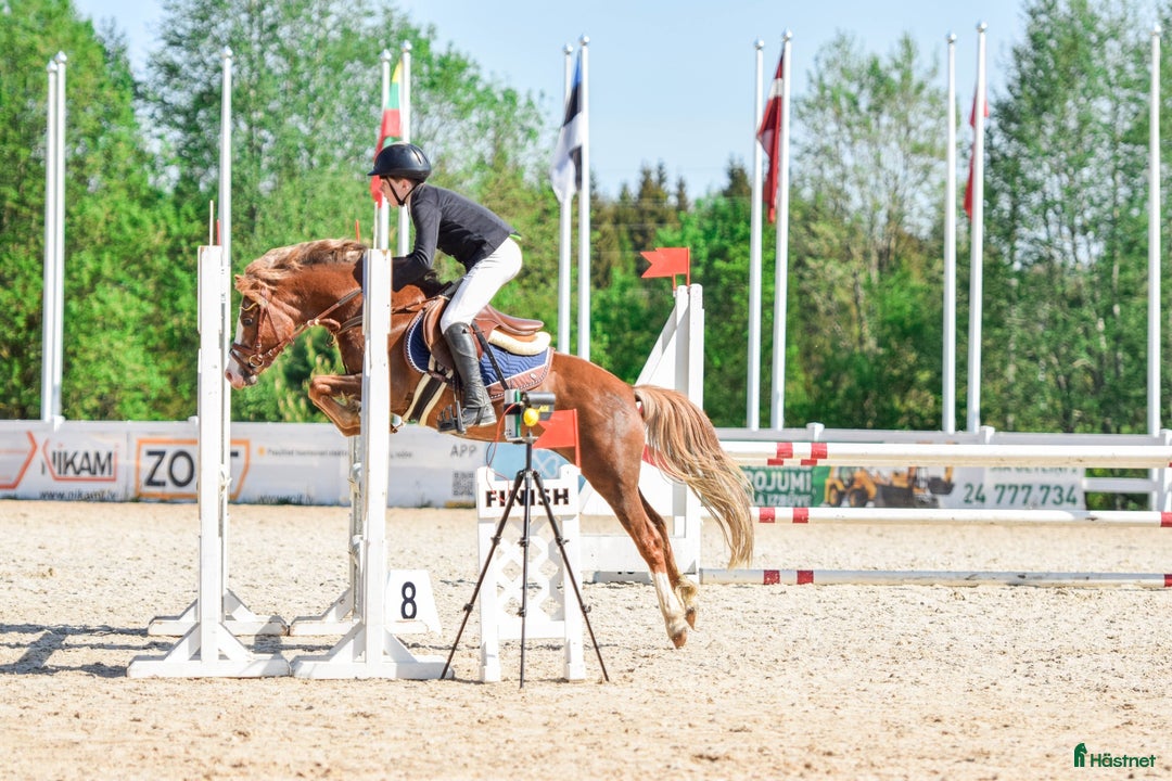 Hoppning hästar till salu: Welsh pony for sport i Stockholm - Annons 6