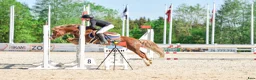 Hoppning hästar till salu: Welsh pony for sport - Annons 5