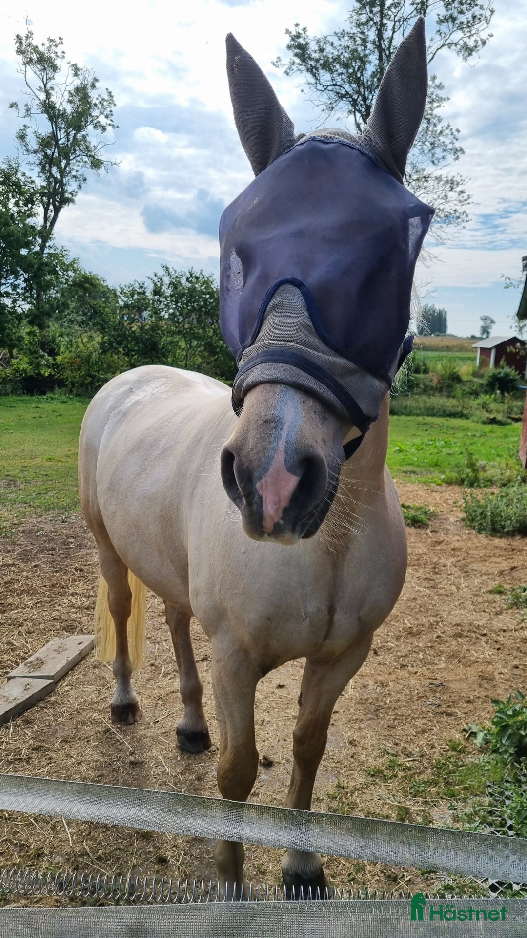 Akademiskt hästar till salu: Underbar valack  i Asmundtorp - Annons 3