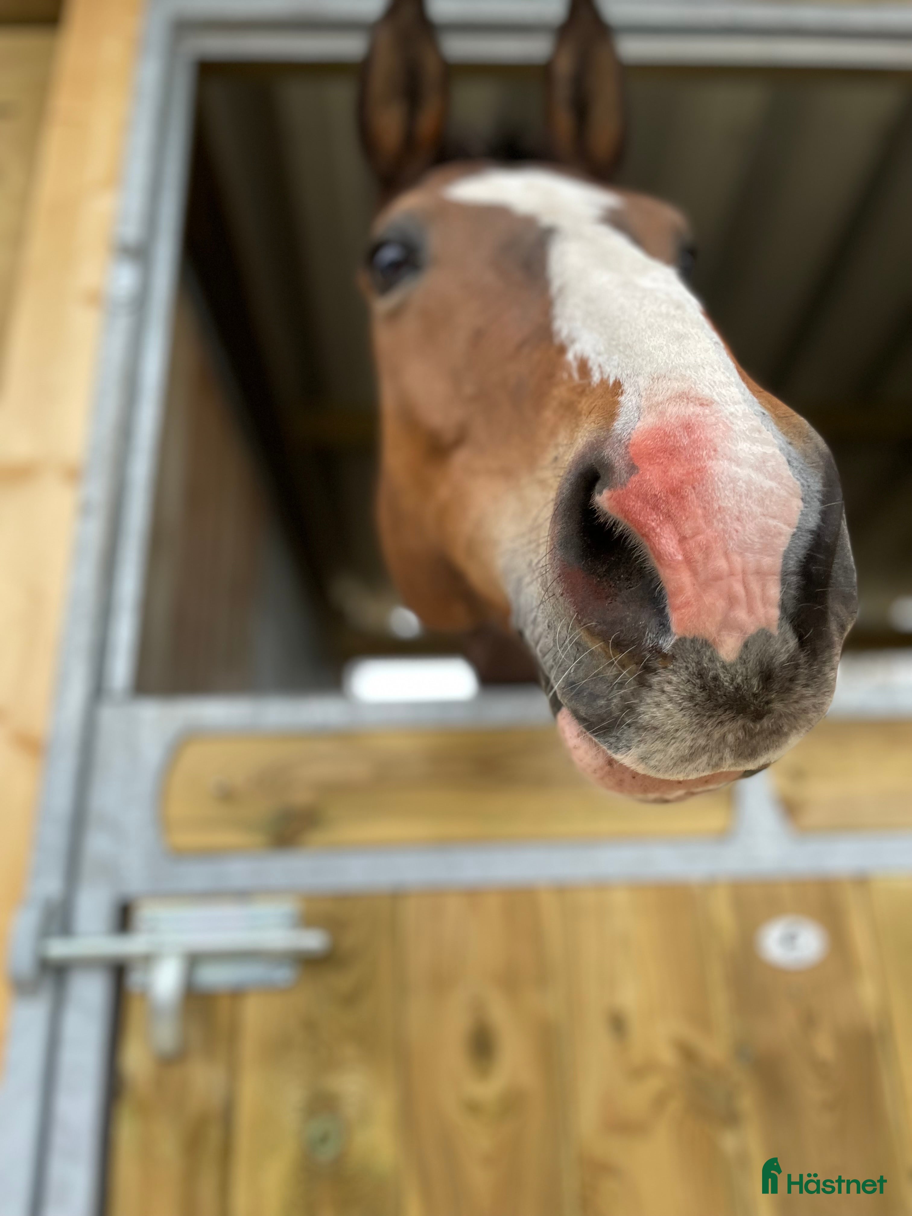  hästar Trygg kompis SÖKES i Väderstad - Annons 7
