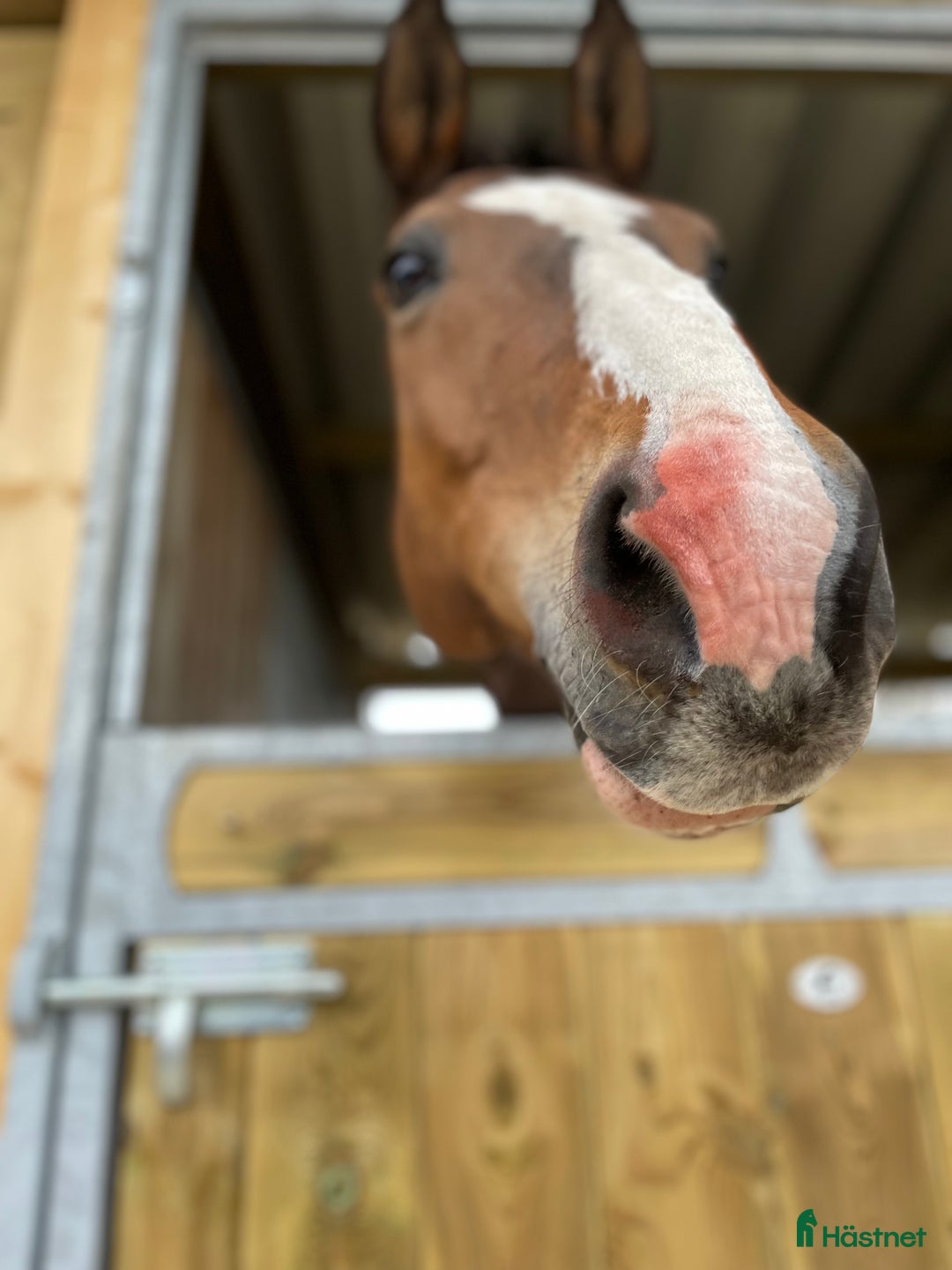 Allround hästar sökes: Trygg kompis SÖKES i Väderstad - Annons 1