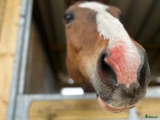hästar Trygg kompis SÖKES i Väderstad - Annons 7