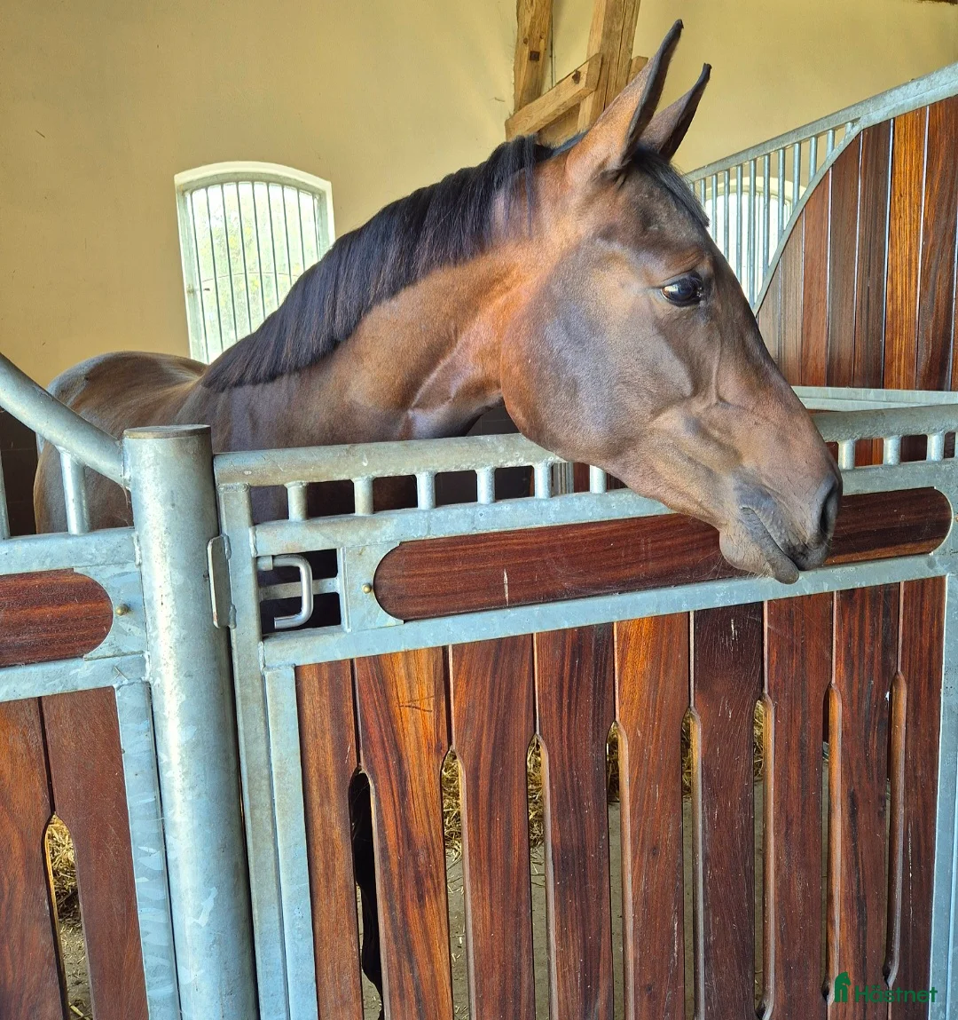 Hoppning hästar till salu: Lovande 4-åring e: Cornetto du Lys PS - Annons 2