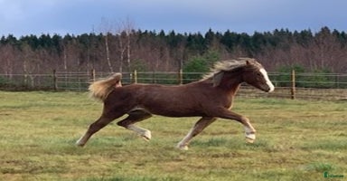  hästar i Åsenhöga - Annons 12