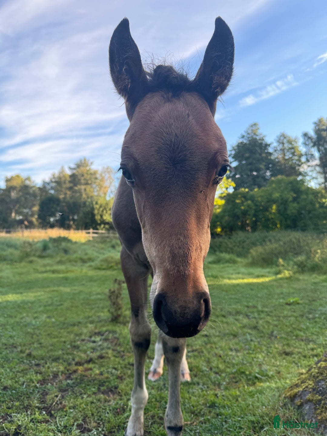 Allround hästar till salu: Blivande D ponny sto i Vimmerby - Annons 2
