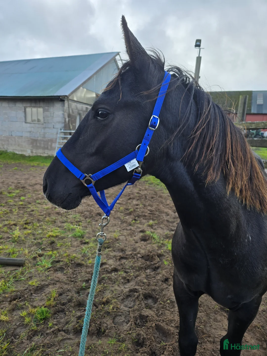 Western hästar till salu: Solid paint valack i Trädet - Annons 4