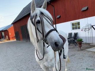 hästar Intressekoll! i Växjö - Annons 2