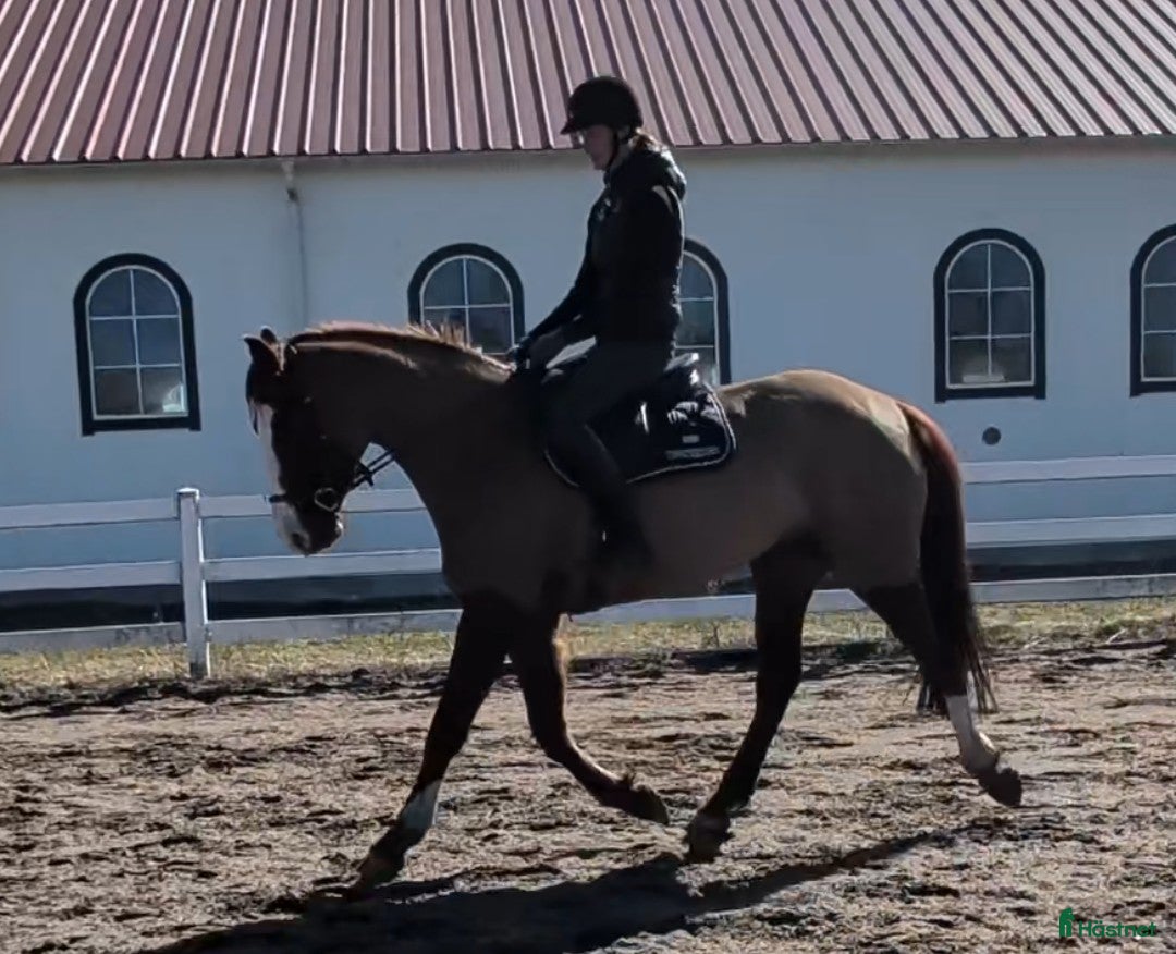  hästar Talangfull 4-åring för hoppning med superstam - Annons 1