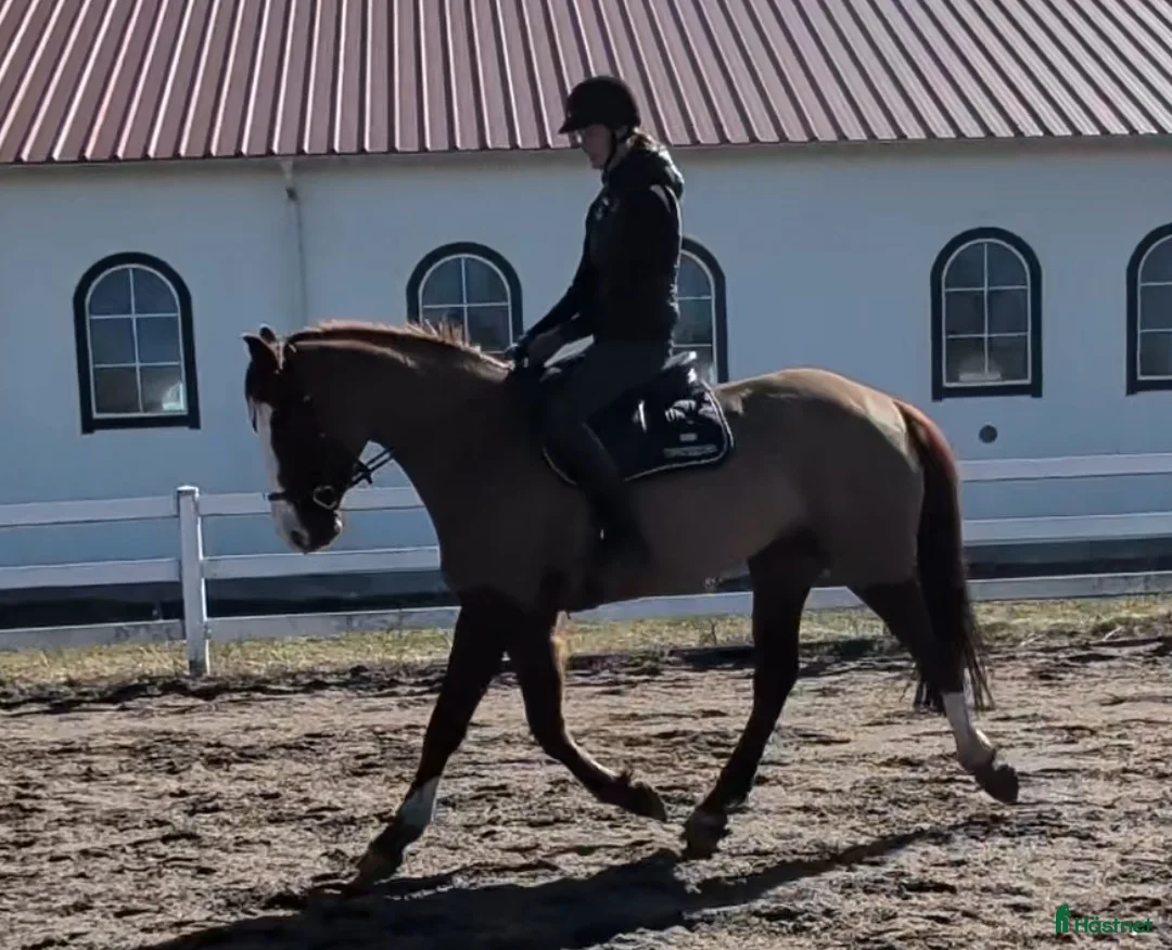 Hoppning hästar till salu: Talangfull 4-åring för hoppning med superstam - Annons 1