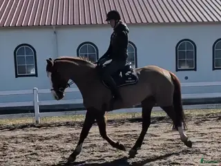 Hoppning hästar till salu: Talangfull 4-åring för hoppning med superstam - Annons 1