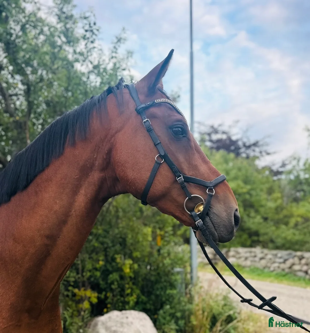 Allround hästar till salu: Fantastisk valack! (Reserverad) i Bromölla - Annons 2