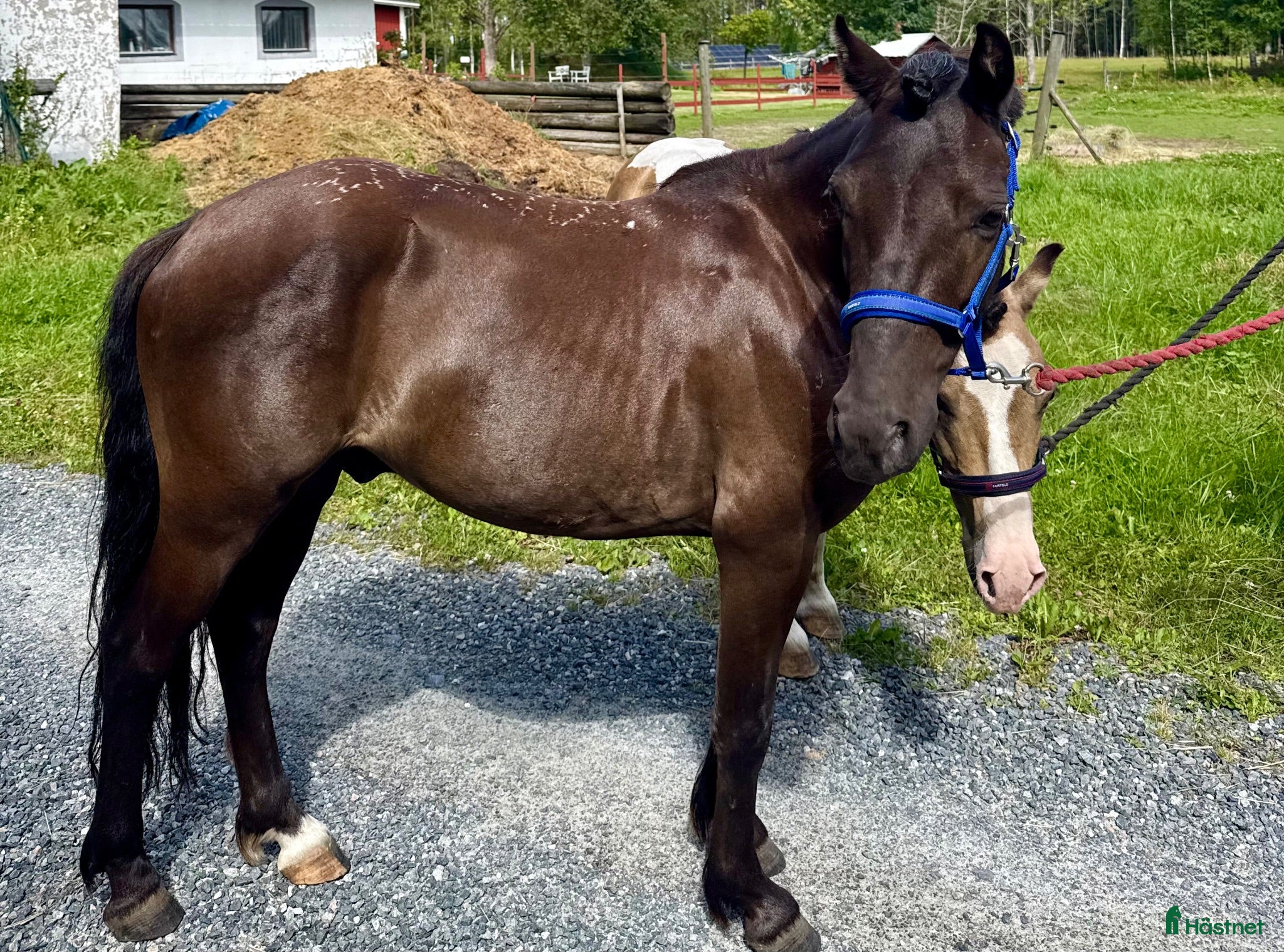  hästar Pigg och glad B-ponny valack till salu  - Annons 11