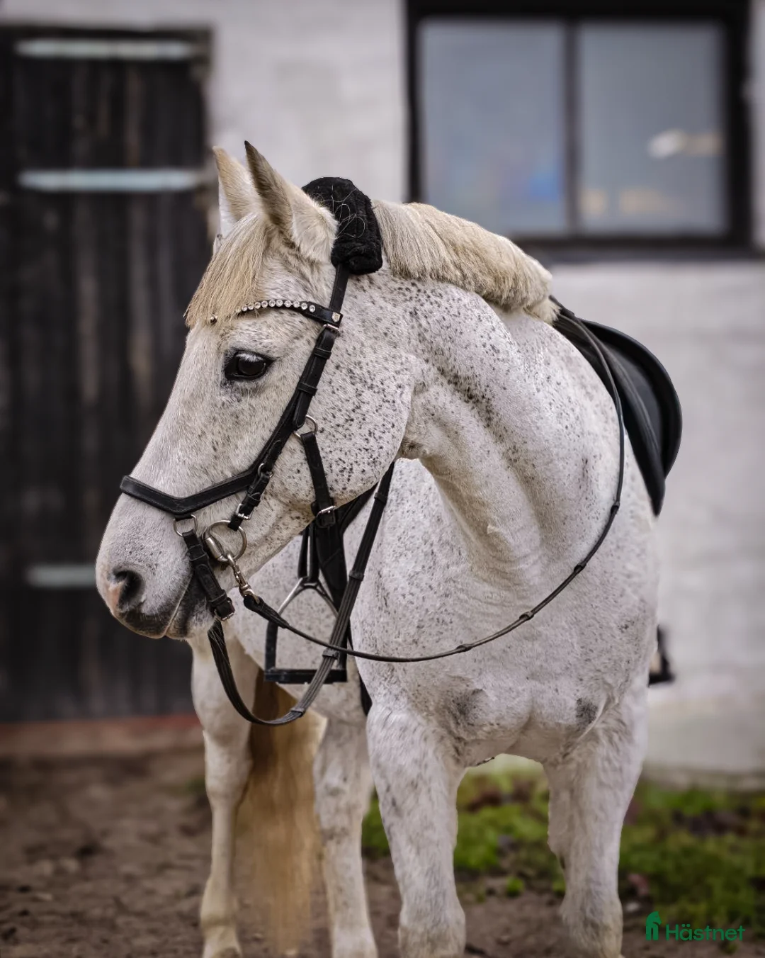 Allround hästar till salu: RESERVERAD one in a lifetime ponny - Annons 4