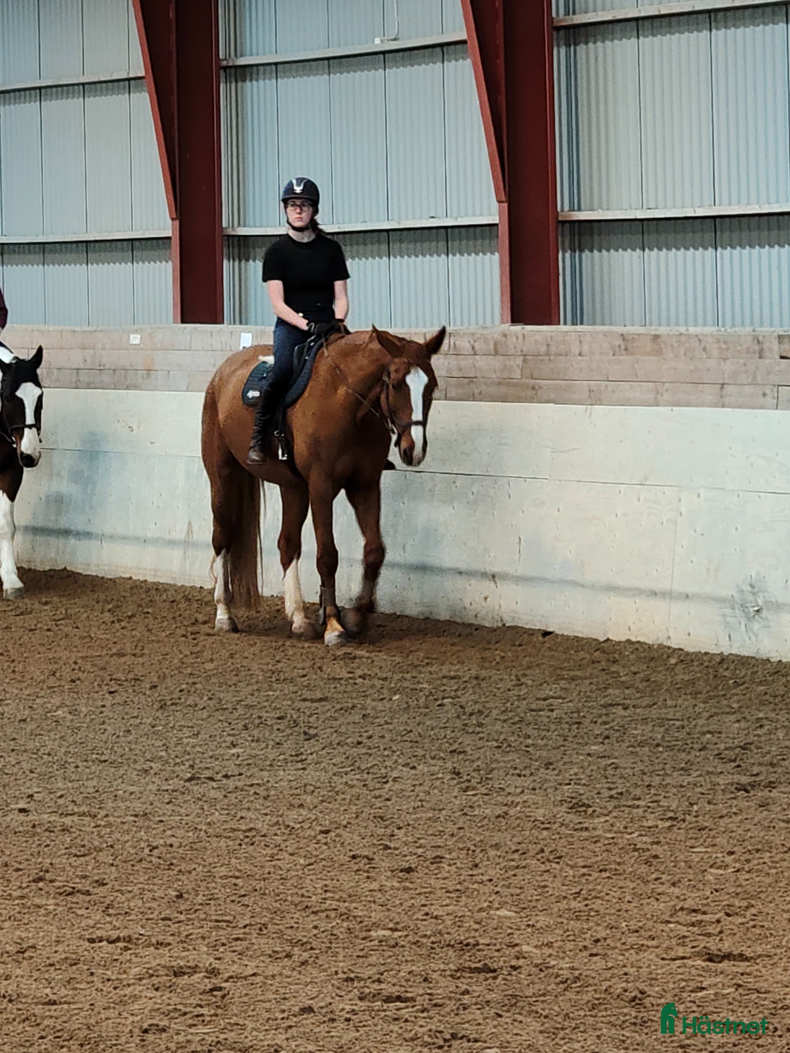  hästar Sökes: Ny familjemedlem till 15-åring 🌟 - Annons 11