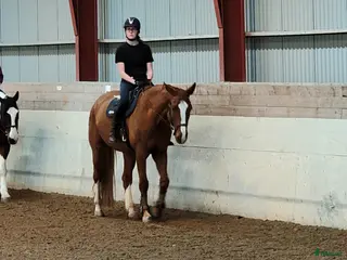 hästar Sökes: Ny familjemedlem till 15-åring 🌟 - Annons 11
