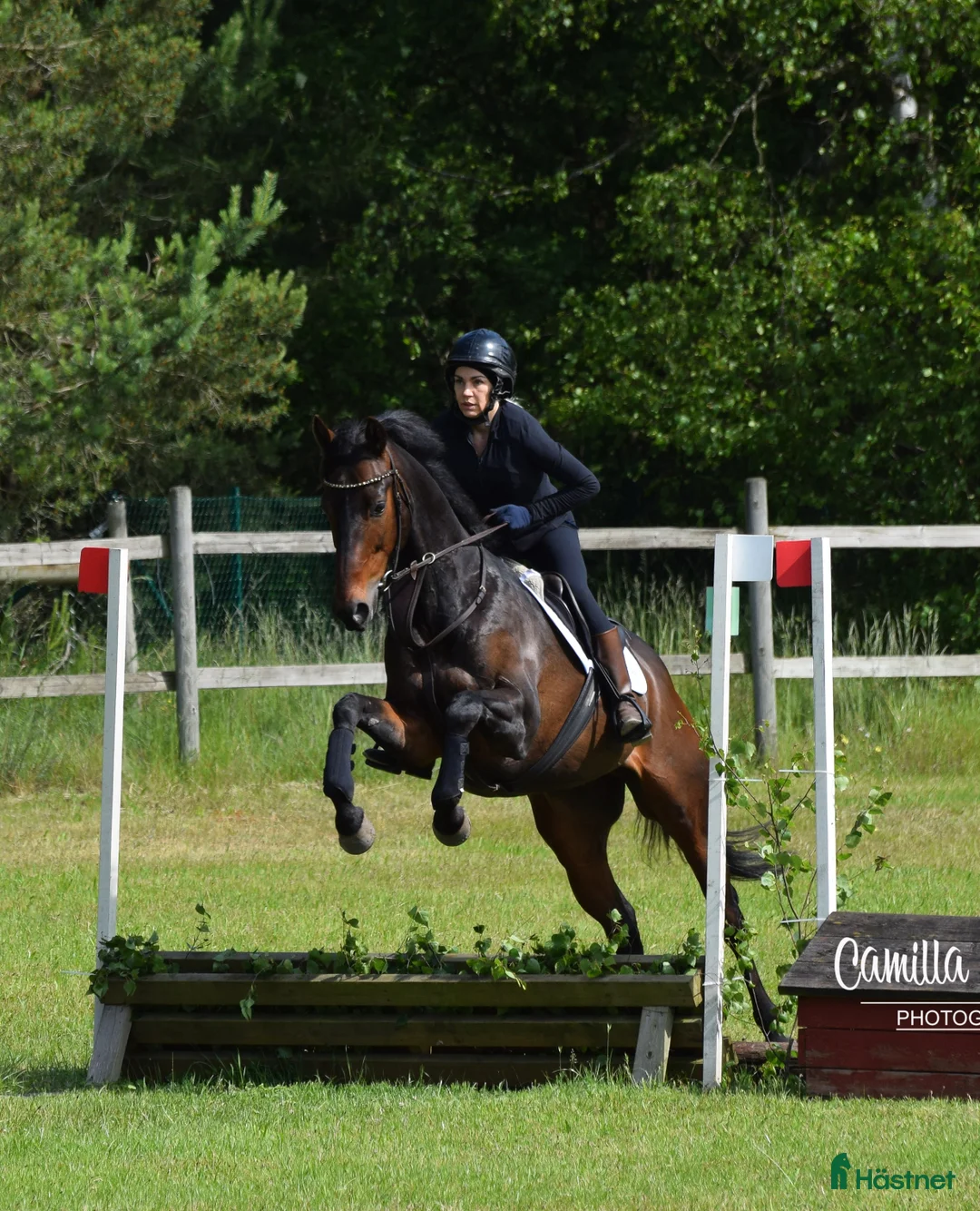 Allround hästar till salu: Bear Pong  - Annons 1