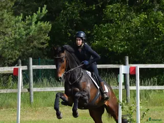 hästar Bear Pong - Annons 2