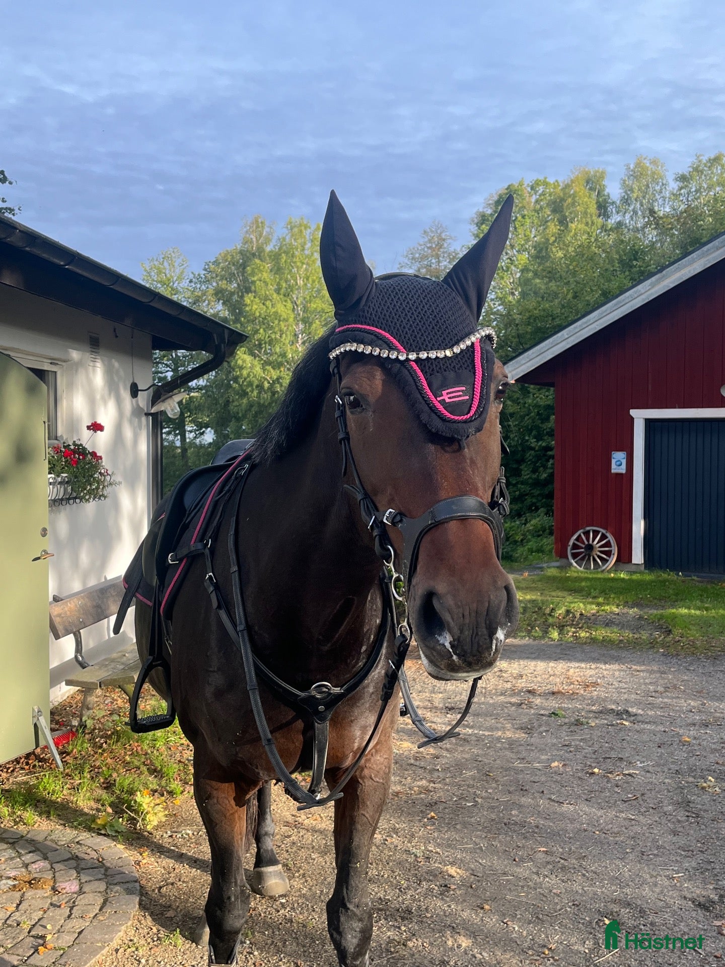  hästar Trygg Läromästare🐴🤎 - Annons 2