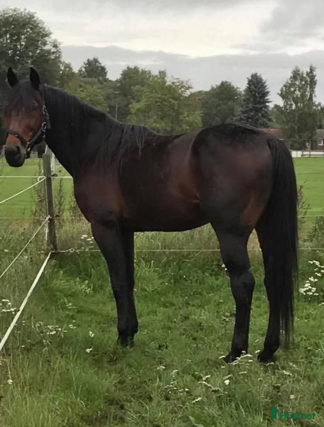 Allround hästar till salu: Supergo skogsmulle  i Nossebro - Annons 1