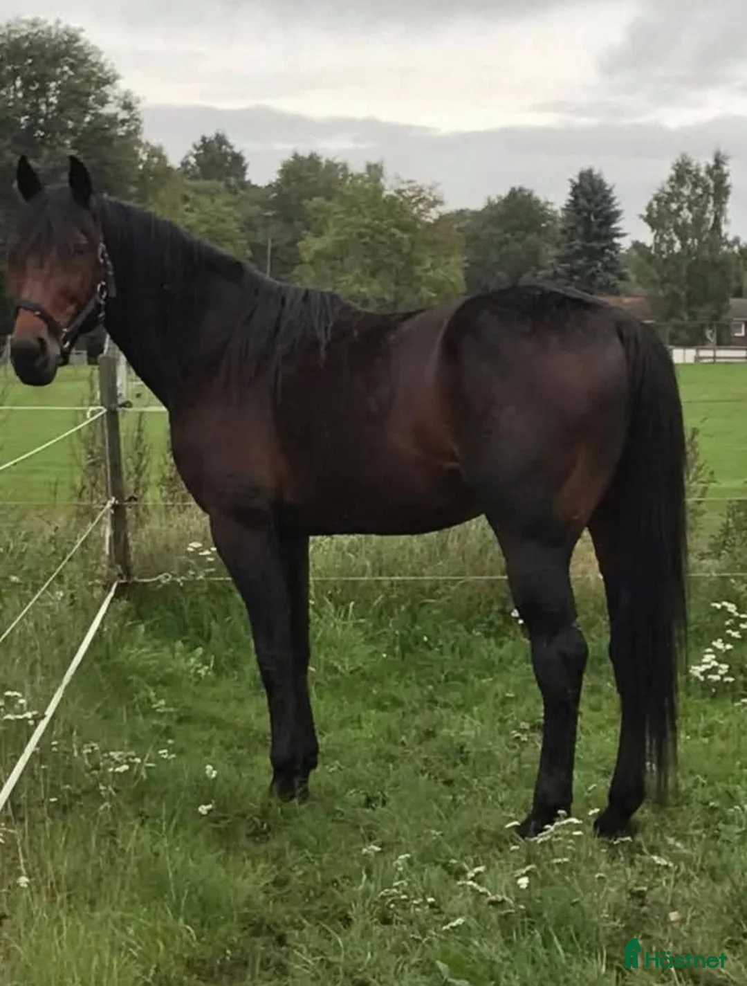 Allround hästar till salu: Supergo skogsmulle  i Nossebro - Annons 1