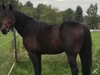 Allround hästar till salu: Supergo skogsmulle i Nossebro - Annons 3