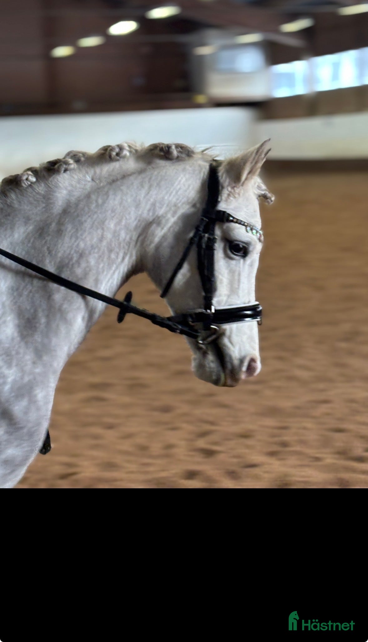  hästar Unikt tillfälle då stallet är fullt i Ösmo - Annons 3