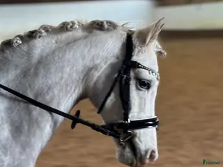 hästar Unikt tillfälle då stallet är fullt i Ösmo - Annons 3