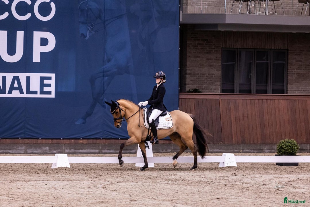 Dressyr hästar till salu: Top FEI pony til salg - Annons 2