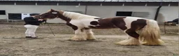 Allround hästar till salu: Irish Cob Valack, riden och körd  - Annons 4