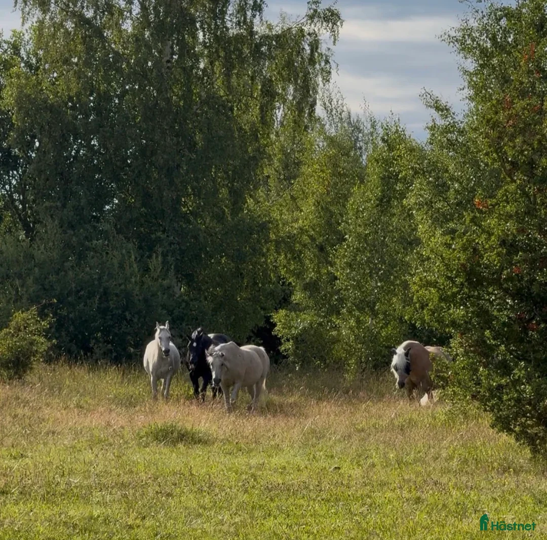  stallplats finnes: Lugnt och trivsamt stall nära Mantorp/Västerlösa - Annons 17