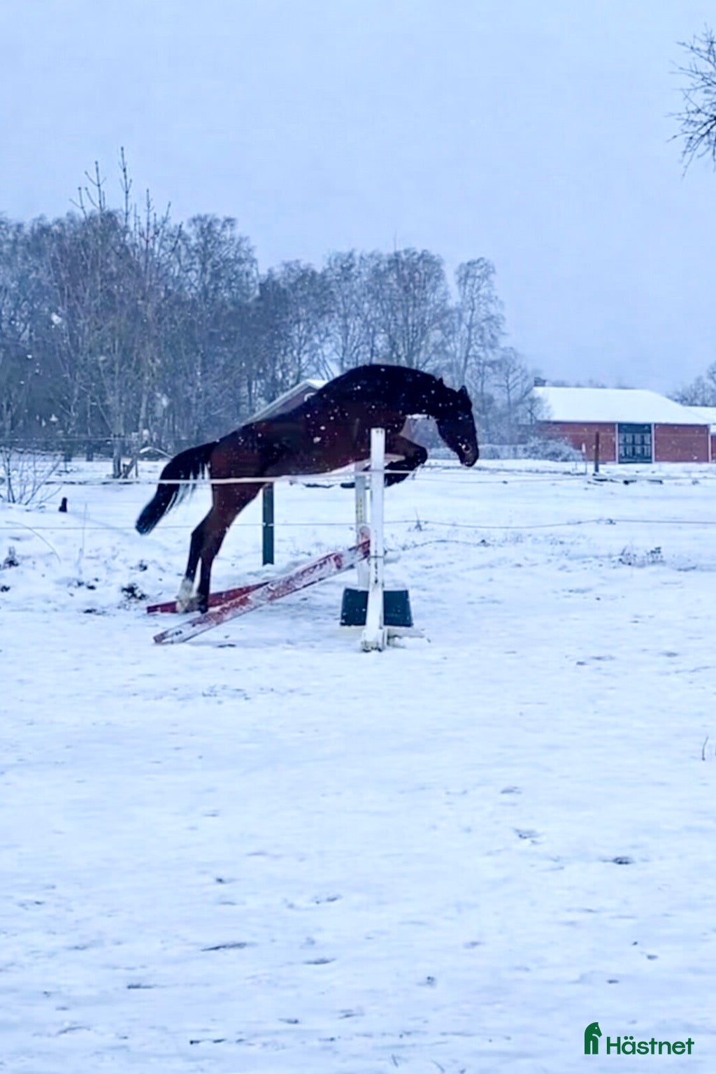  hästar Avlad för hoppsport - Annons 13