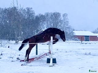 hästar Avlad för hoppsport - Annons 15