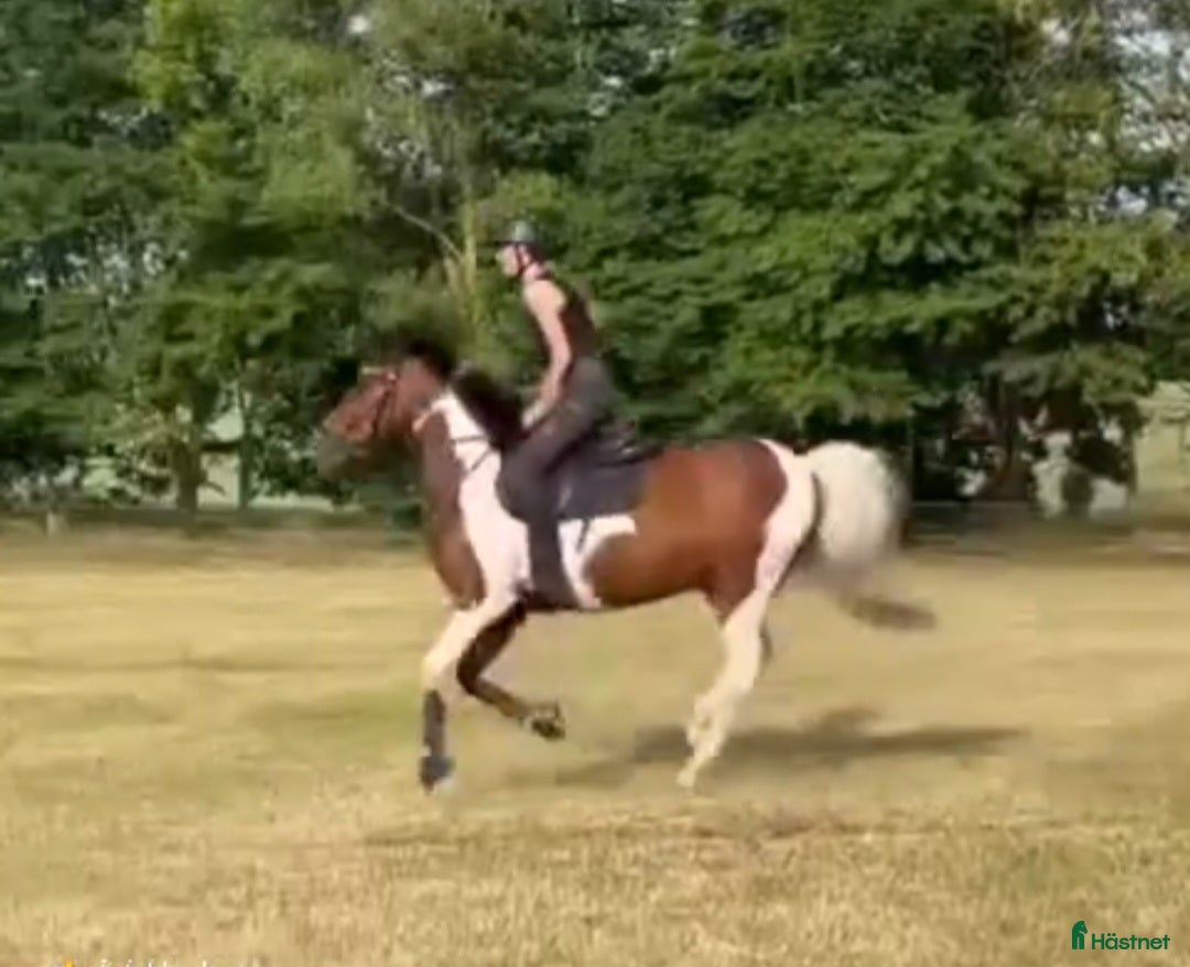 Allround hästar till salu: Allround pony - Annons 2