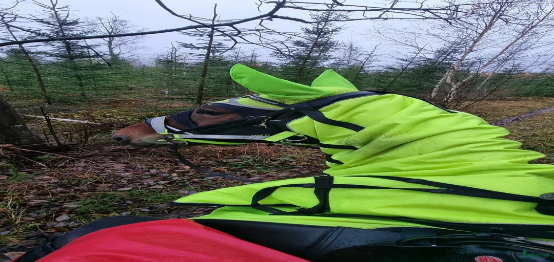 Galleribild {{count}}